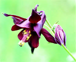 Aquilegia Atrata Seeds – Rare Perennial Columbine Variety for Beautiful Garden Blooms - Image 7