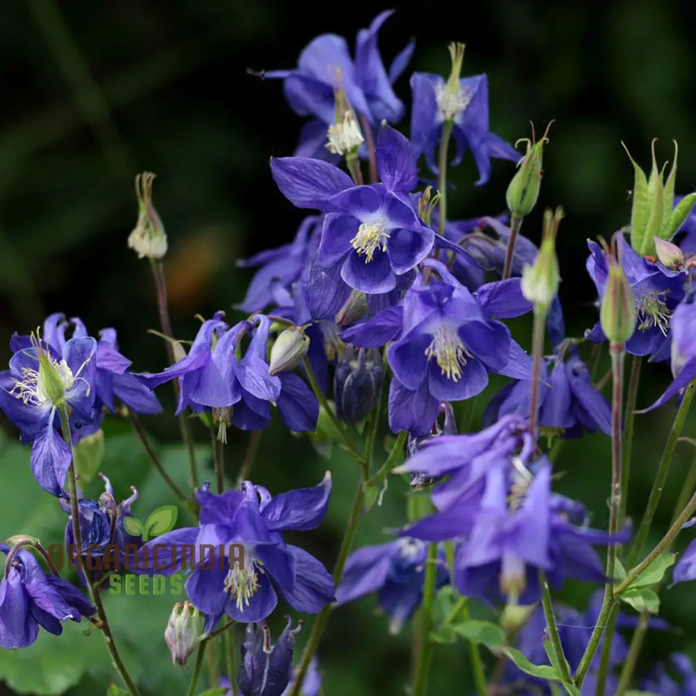 Aquilegia Bertolonii Seeds – Rare Columbine Perennial Variety for Elegant Garden Blooms