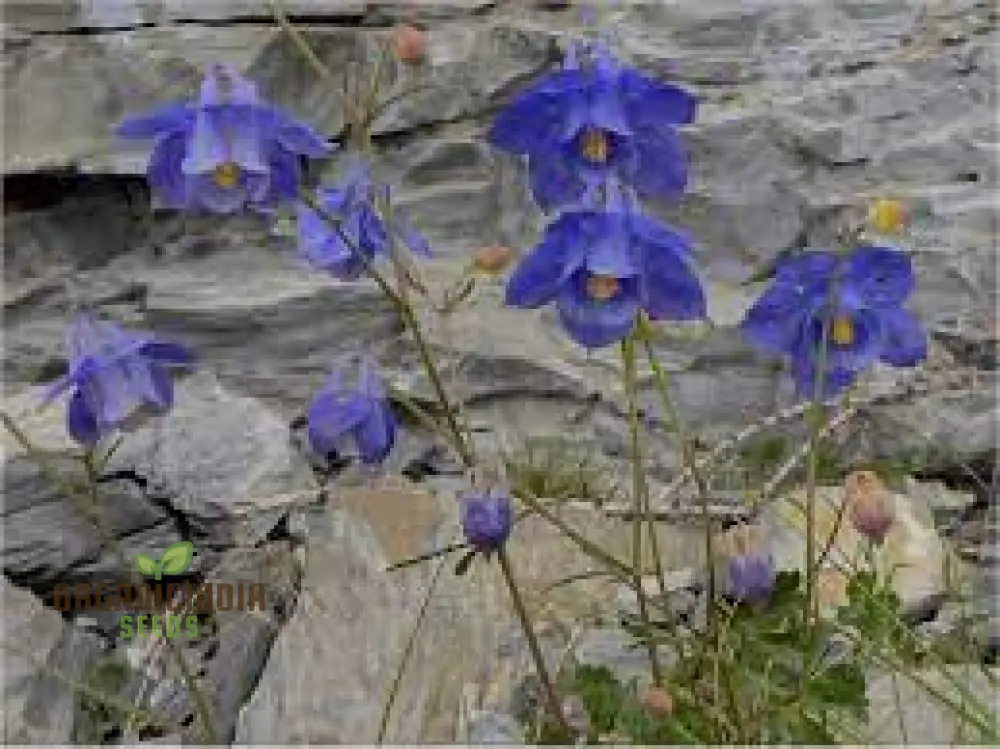 Aquilegia Bertolonii Seeds – Rare Columbine Perennial Variety for Elegant Garden Blooms - Image 2