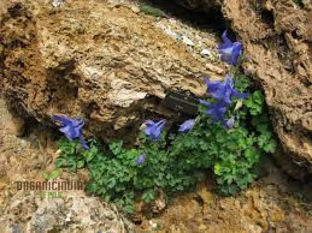 Aquilegia Bertolonii Seeds – Rare Columbine Perennial Variety for Elegant Garden Blooms - Image 4