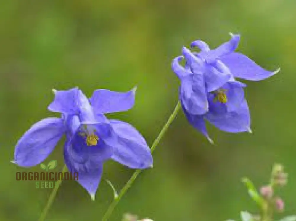 Aquilegia Bertolonii Seeds – Rare Columbine Perennial Variety for Elegant Garden Blooms - Image 5