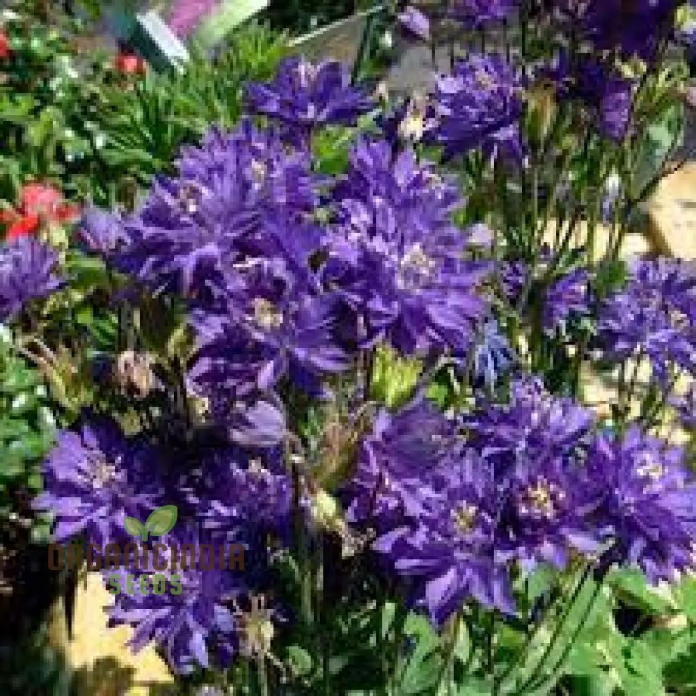 Rare Aquilegia Clematiflora Blue Flower Seeds - Exotic Gardening Plant for Stunning Blue Blooms