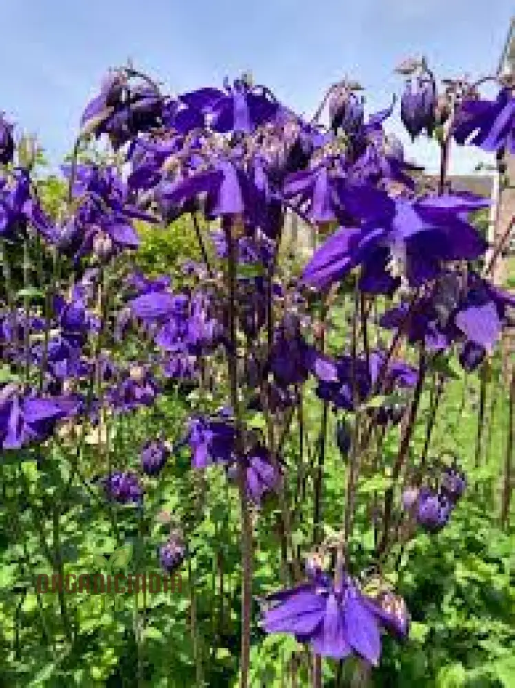 Rare Aquilegia Clematiflora Blue Flower Seeds - Exotic Gardening Plant for Stunning Blue Blooms - Image 3