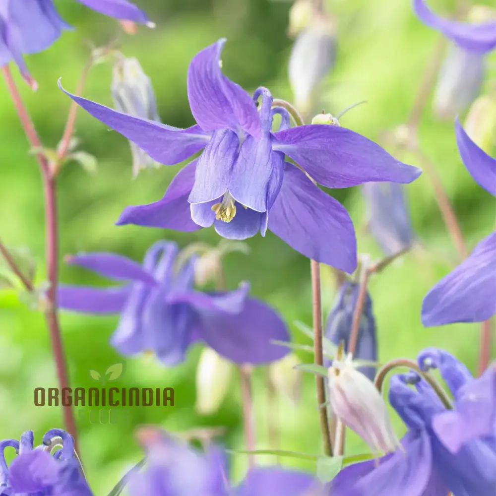 Rare Aquilegia Clematiflora Blue Flower Seeds - Exotic Gardening Plant for Stunning Blue Blooms - Image 4