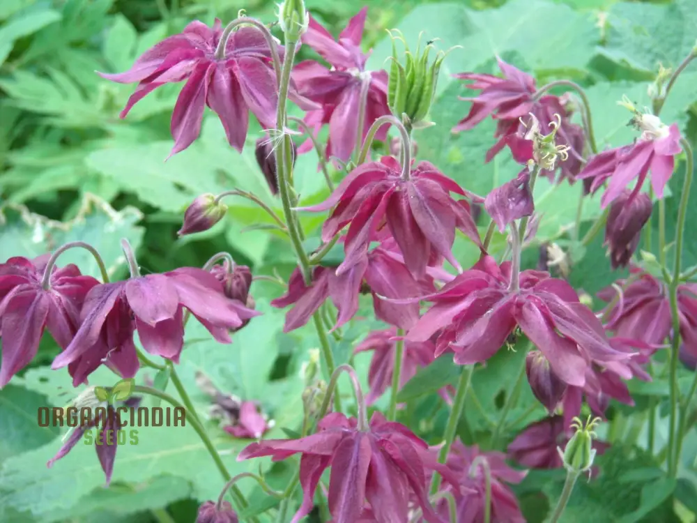 Rare Aquilegia Clematiflora Seeds for Gardening Enthusiasts | Exotic Columbine Flower Seeds