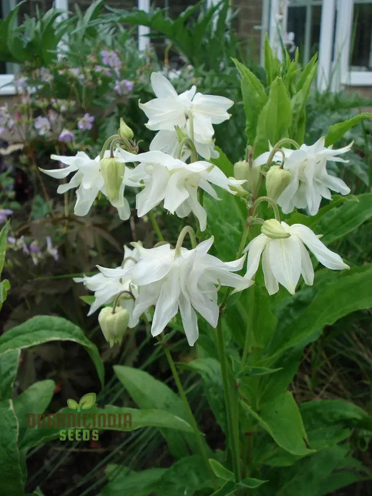 Rare Aquilegia Clematiflora Seeds for Gardening Enthusiasts | Exotic Columbine Flower Seeds - Image 3