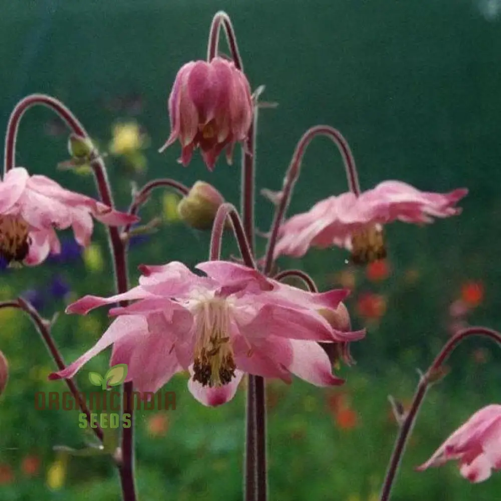 Rare Aquilegia Clematiflora Seeds for Gardening Enthusiasts | Exotic Columbine Flower Seeds - Image 4