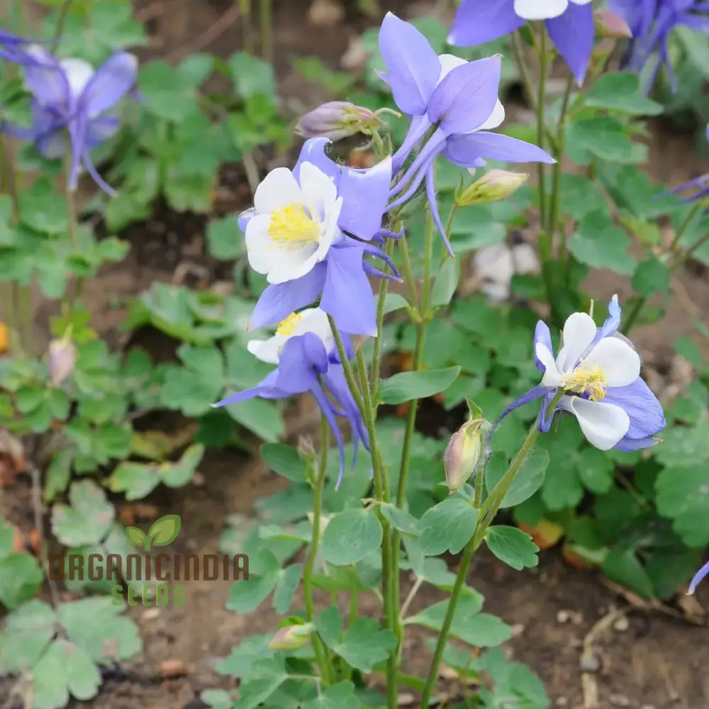 Rare Aquilegia Discolor Flower Seeds | Exotic Gardening Perennial Plant Seed for Home Garden - Image 3