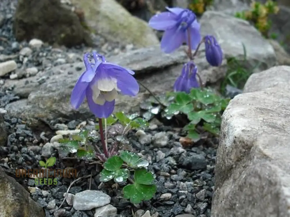 Rare Aquilegia Discolor Flower Seeds | Exotic Gardening Perennial Plant Seed for Home Garden - Image 4