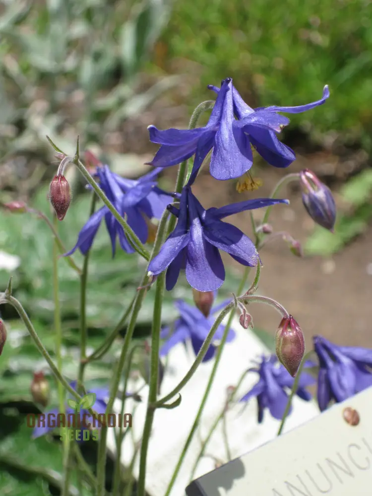 Rare Aquilegia Einseleana Seeds - Exquisite Columbine for Your Garden | Gardening Seeds