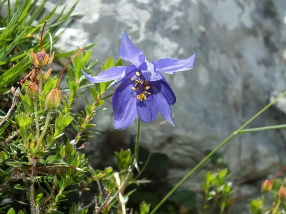 Rare Aquilegia Einseleana Seeds - Exquisite Columbine for Your Garden | Gardening Seeds - Image 4