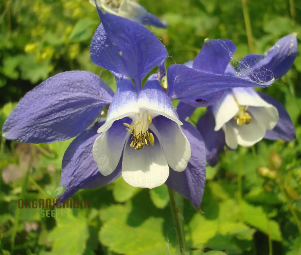 Rare Aquilegia Olympica Seeds - Exquisite Gardening Perennial Flower Seeds for Home Gardeners