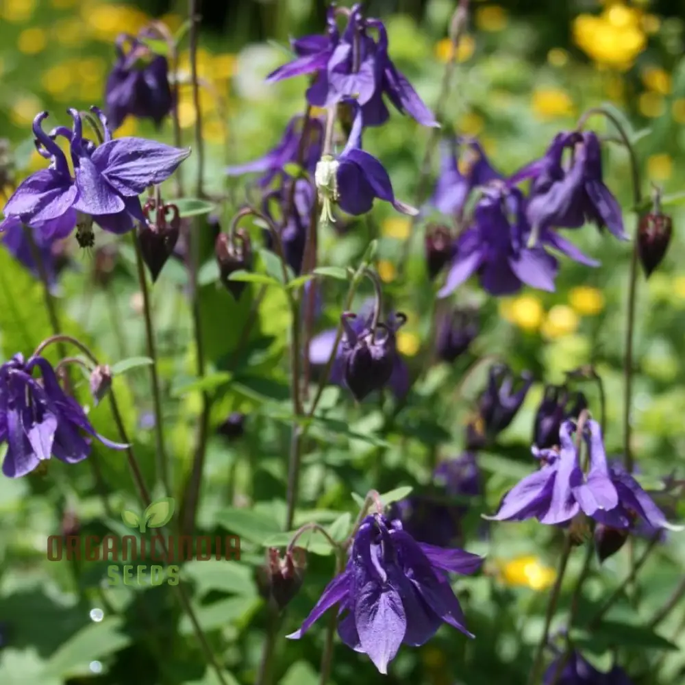 Rare Aquilegia Olympica Seeds - Exquisite Gardening Perennial Flower Seeds for Home Gardeners - Image 3