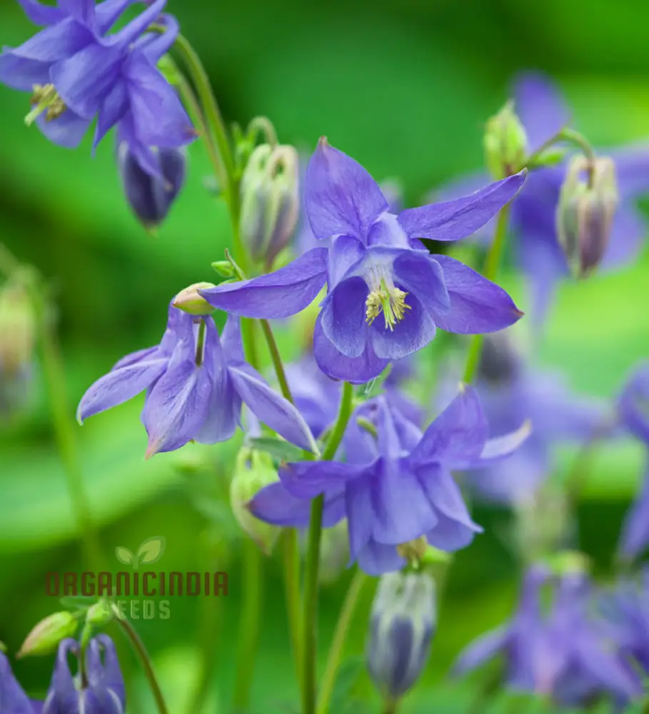 Rare Aquilegia Olympica Seeds - Exquisite Gardening Perennial Flower Seeds for Home Gardeners - Image 4