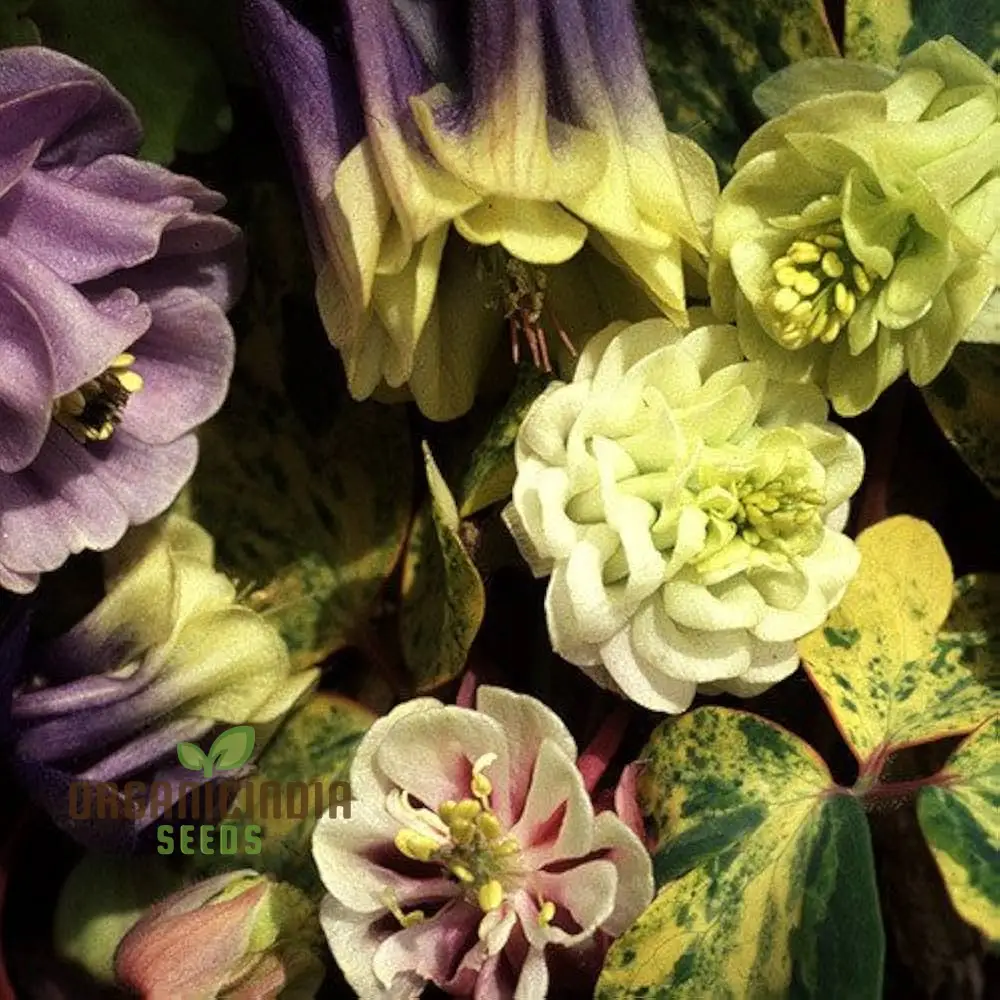 Rare Aquilegia Vulgaris 'Alchemist's Mix' Seeds - Exquisite Garden Perennials for Planting and Gardening Enthusiasts - Image 3