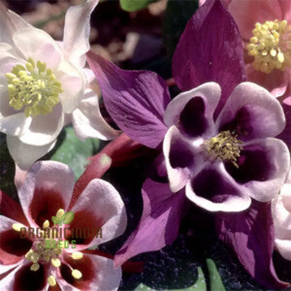 Rare Aquilegia Vulgaris 'Alchemist's Mix' Seeds - Exquisite Garden Perennials for Planting and Gardening Enthusiasts - Image 4