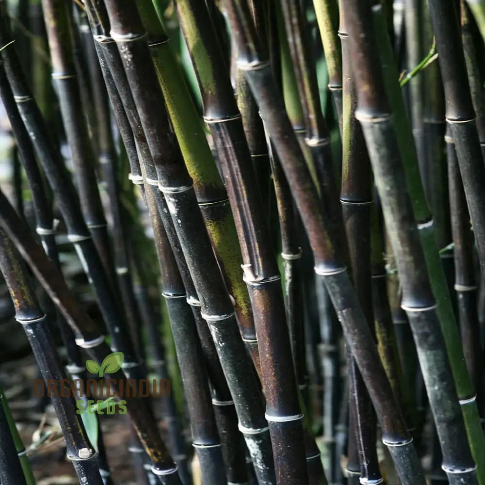 Rare Black Bamboo Planting Seeds, Fast Growing, Ornamental, Ideal for Home Gardens and Landscaping"