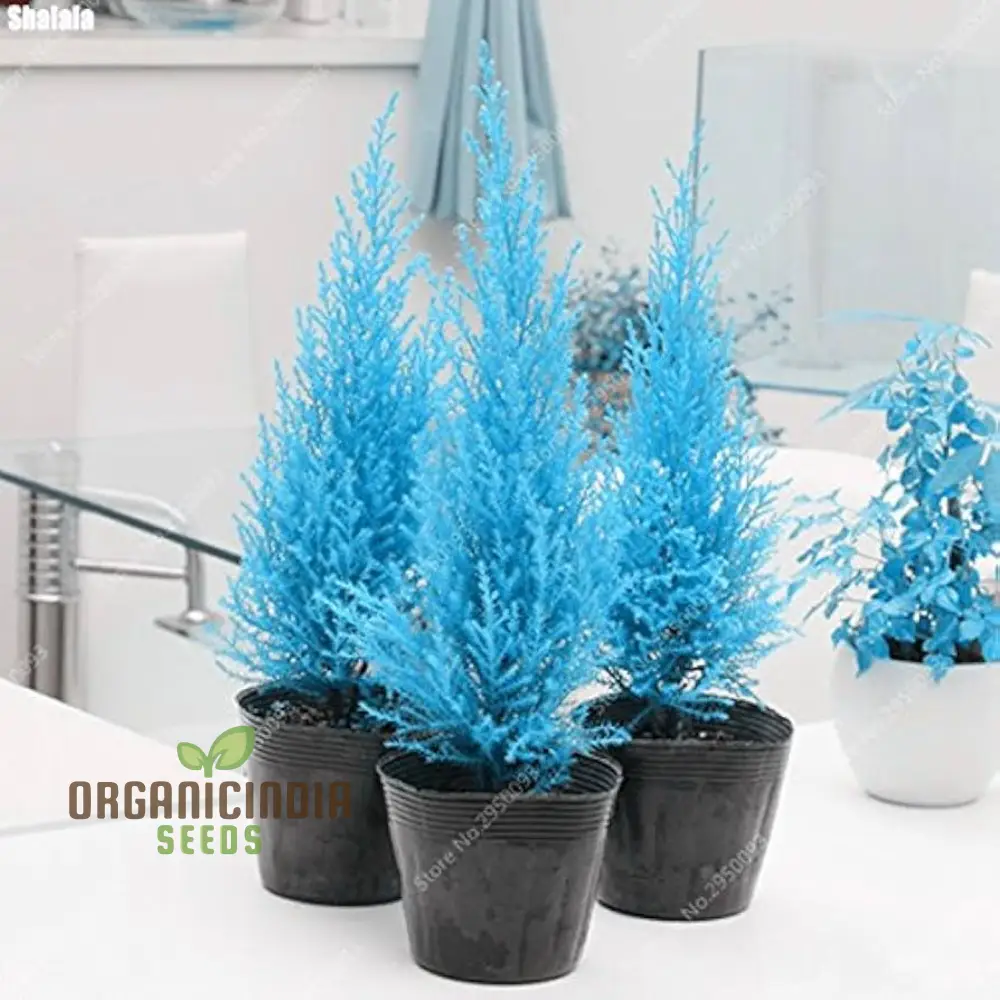 Cypress Mini Bonsai Platycladus Seeds for Planting - 100 pc