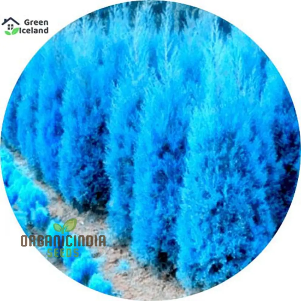Cypress Mini Bonsai Platycladus Seeds for Planting - 100 pc - Image 3