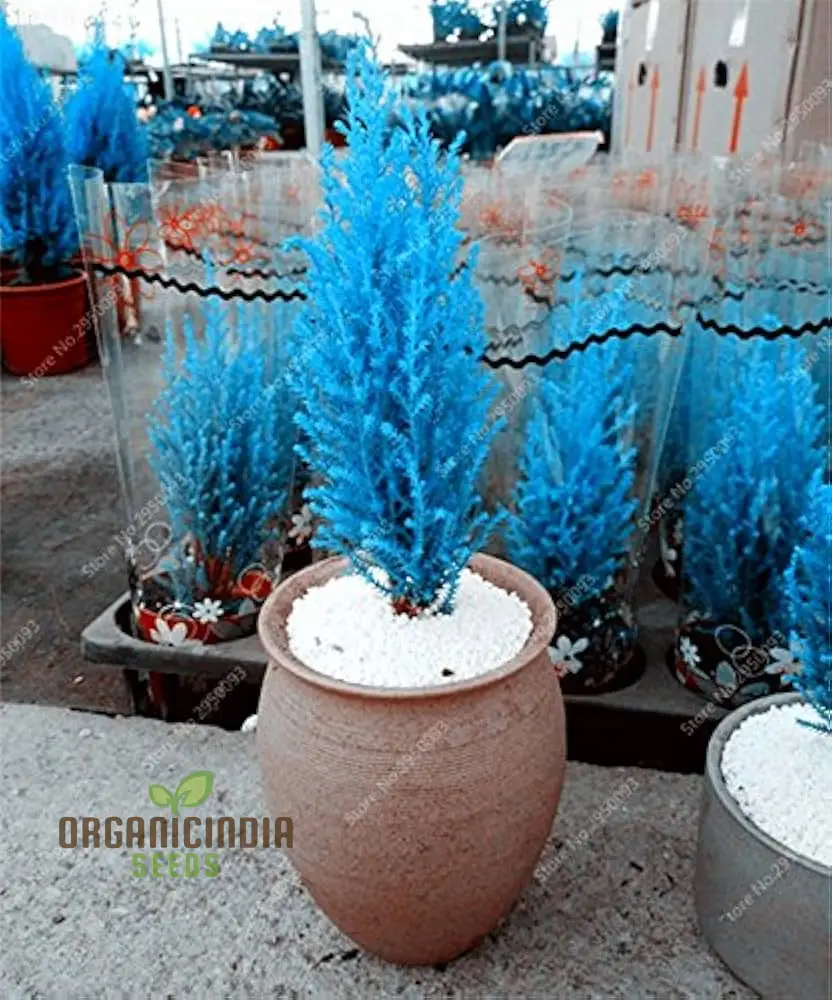 Cypress Mini Bonsai Platycladus Seeds for Planting - 100 pc - Image 4