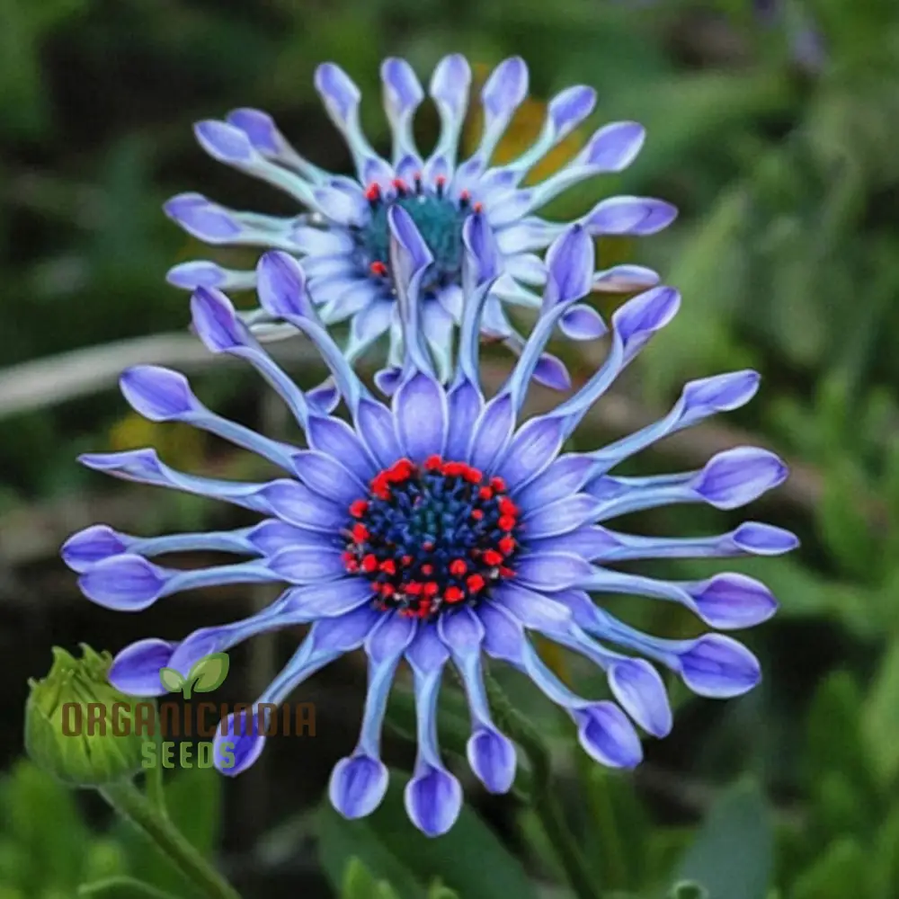 Rare Blue Daisy Flower Seeds, Essential for Gardening and Planting Enthusiasts