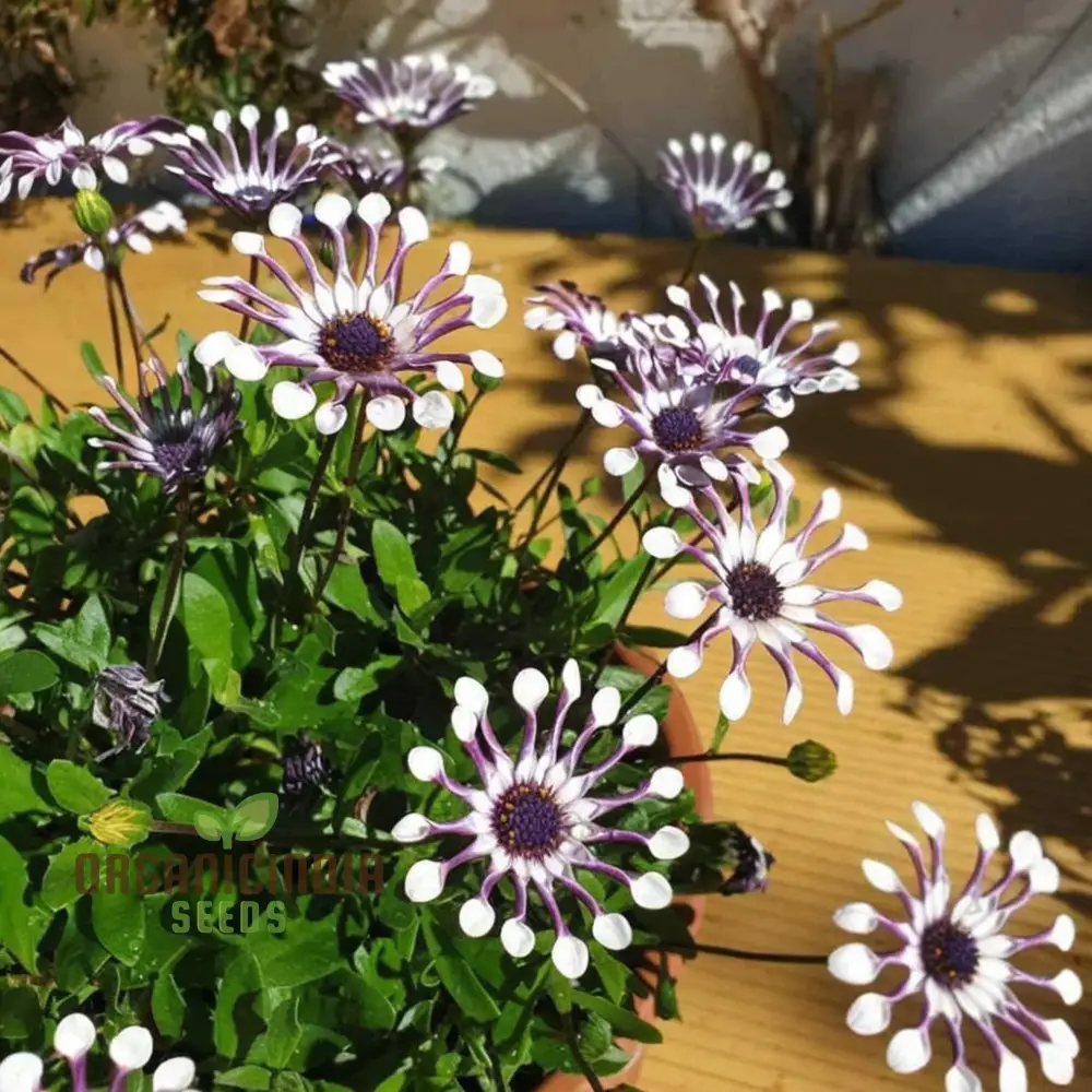 Rare Blue Daisy Flower Seeds, Essential for Gardening and Planting Enthusiasts - Image 3