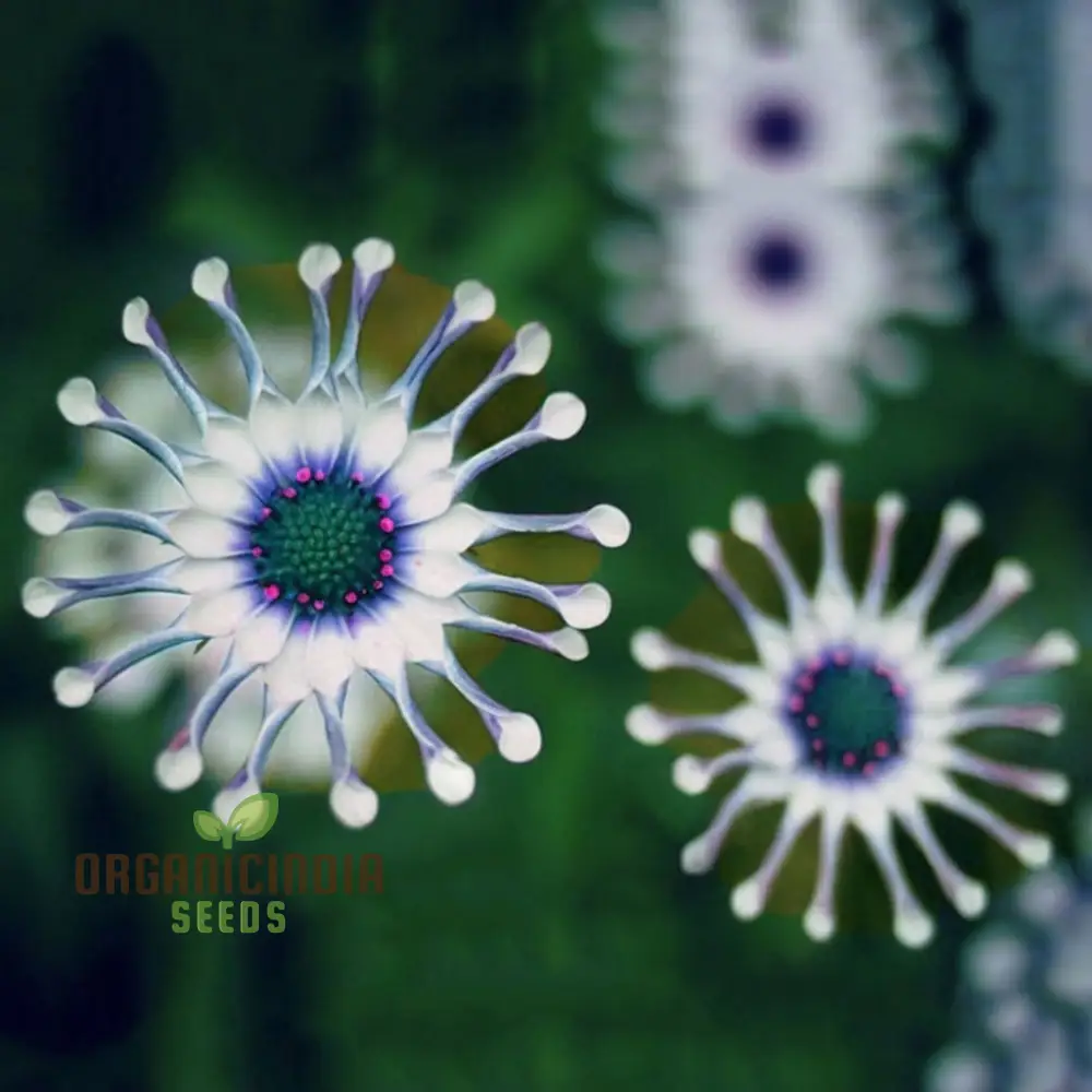 Rare Blue Daisy Flower Seeds, Essential for Gardening and Planting Enthusiasts - Image 4
