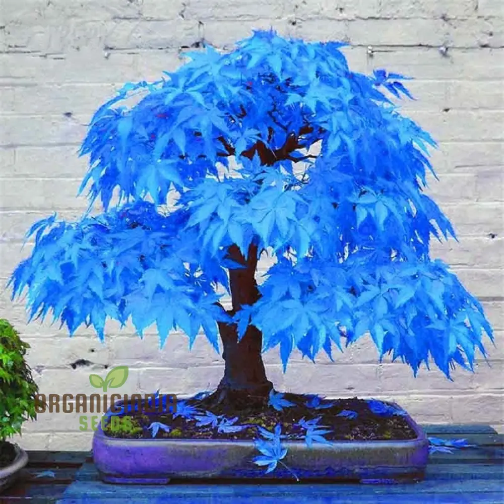 Rare Blue Maple Dwarf Seeds for Planting, Unique and Beautiful Miniature Blue Maple Tree Seeds for Your Garden