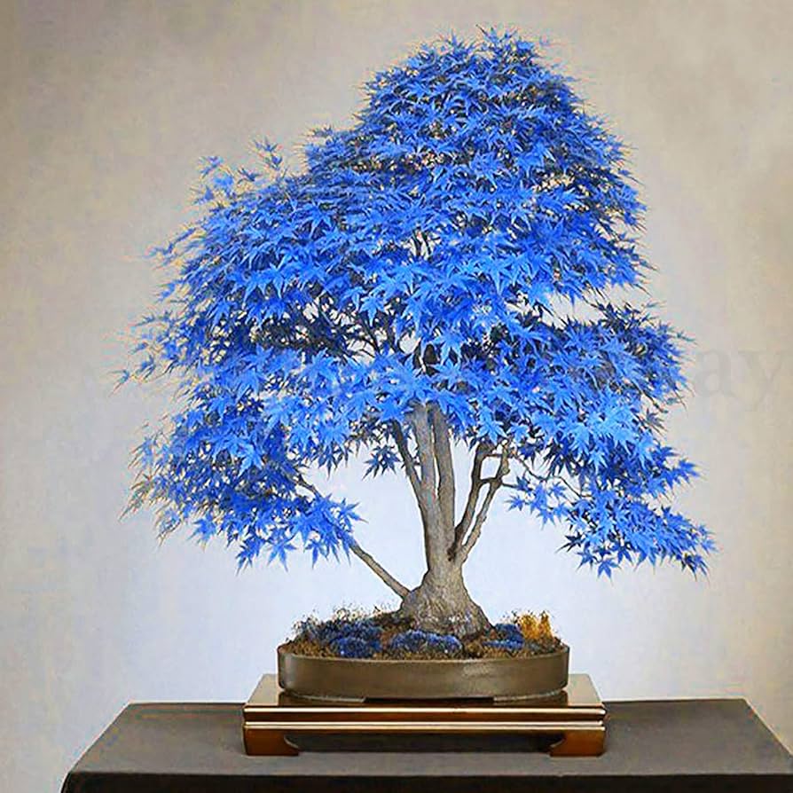Rare Blue Maple Dwarf Seeds for Planting, Unique and Beautiful Miniature Blue Maple Tree Seeds for Your Garden - Image 2
