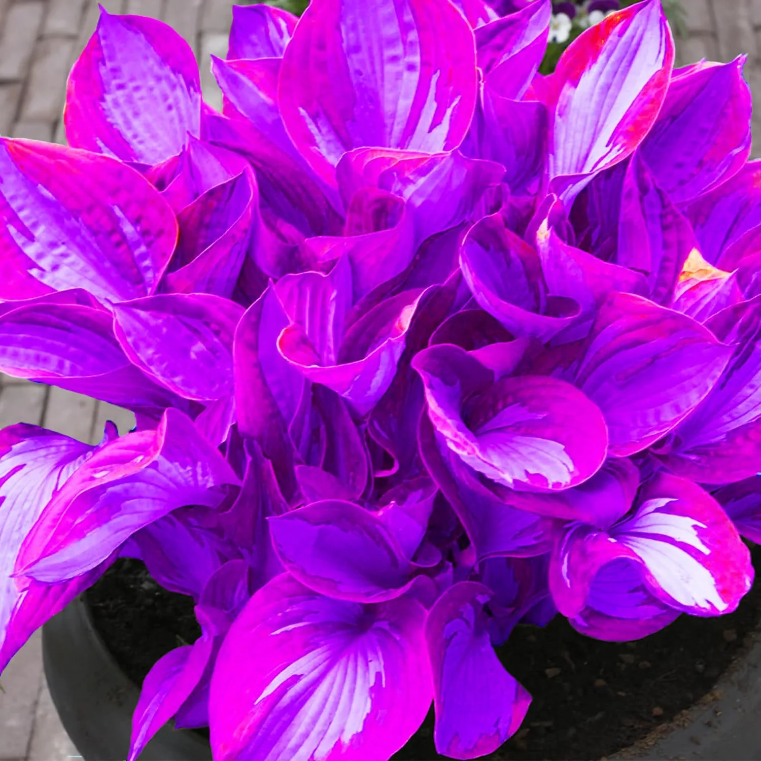 Rare Blue And Purple Hosta Seeds, Easy to Grow Perennial Shade Garden Beauties - Image 3