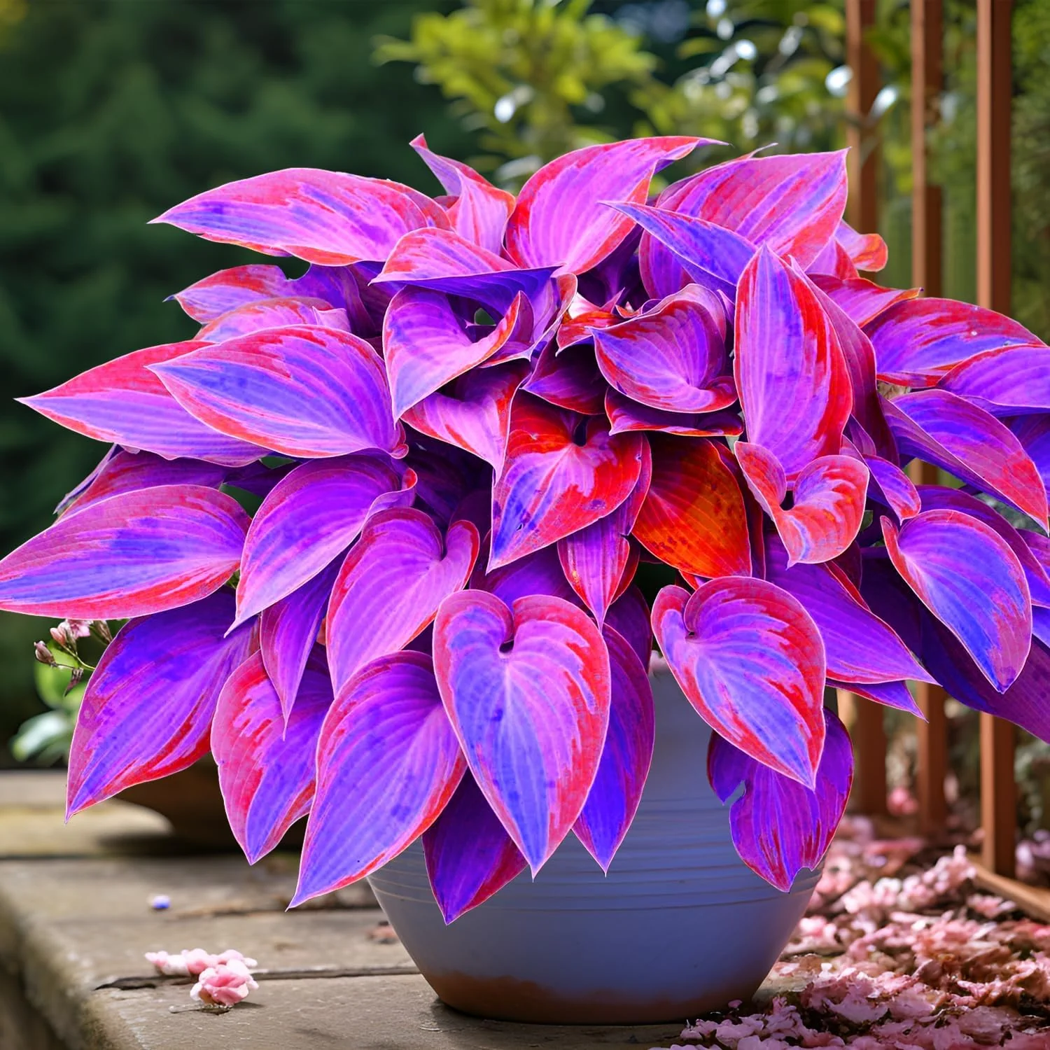Rare Blue And Purple Hosta Seeds, Easy to Grow Perennial Shade Garden Beauties - Image 4