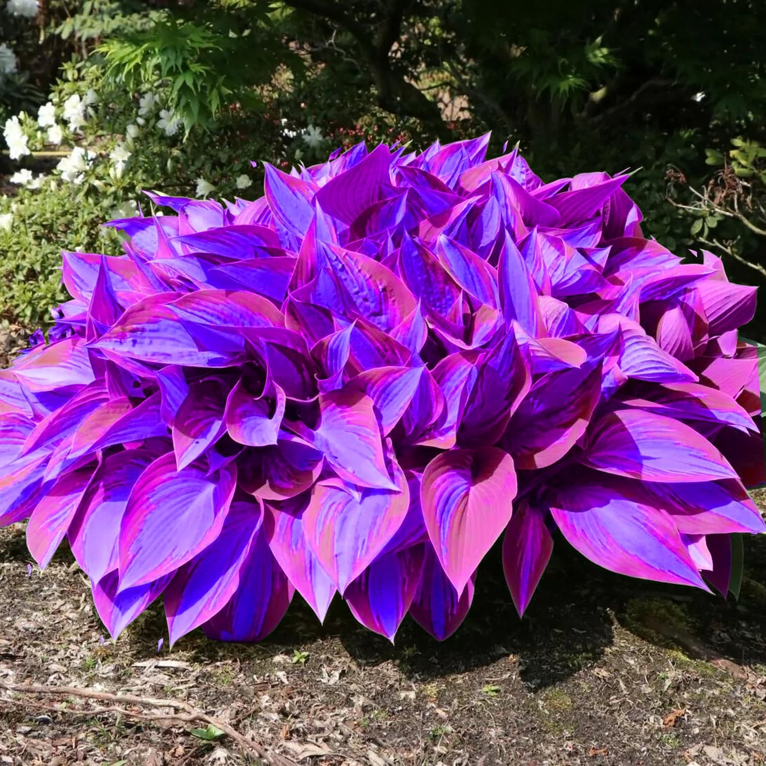 Rare Blue And Purple Hosta Seeds, Easy to Grow Perennial Shade Garden Beauties - Image 5