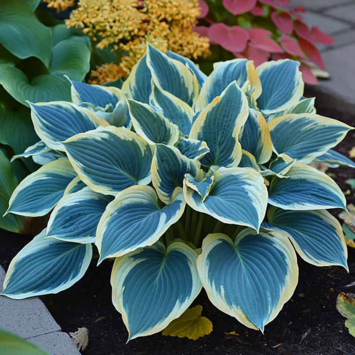 Rare Blue Variegated Hosta Seeds – Blue-Green Leaves with White & Yellow Margins for Shade Gardens - Image 3