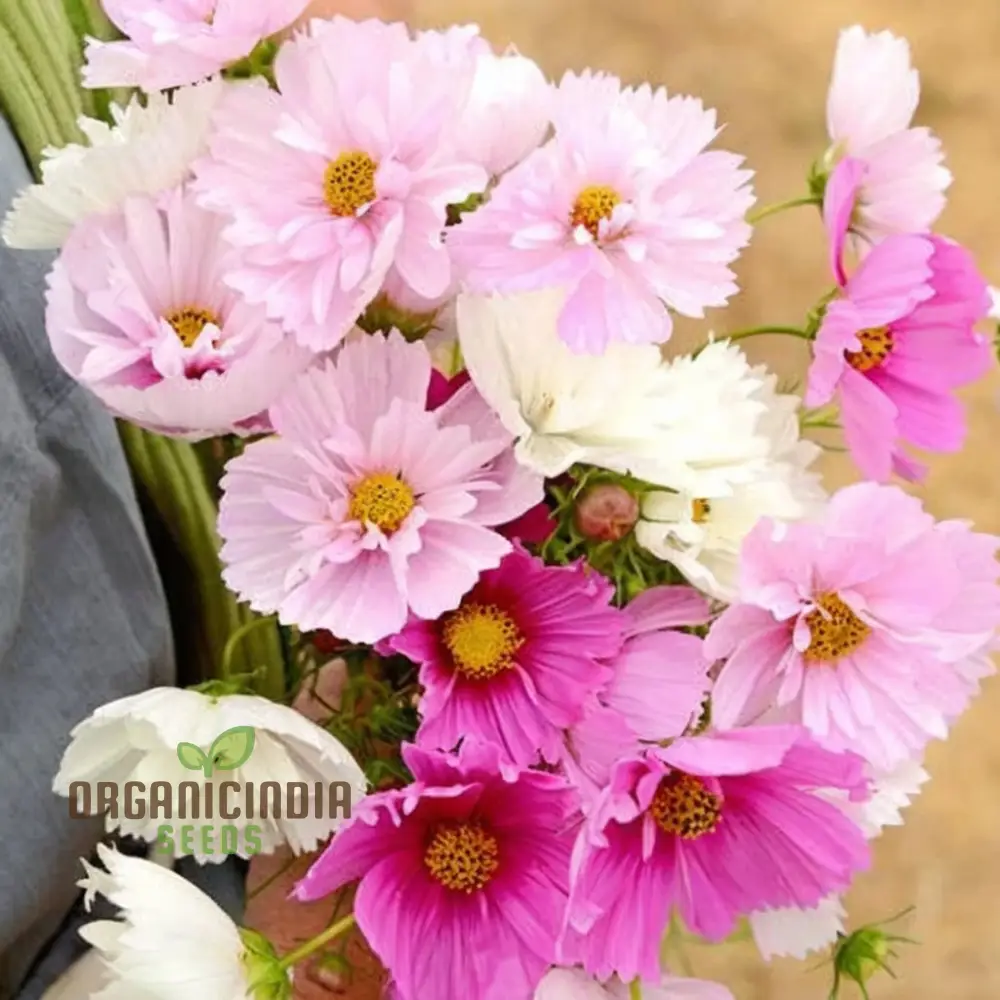 Cosmos Seeds (Blush Pink Cosmos Seeds) - Exquisite Blooms for Garden Displays
