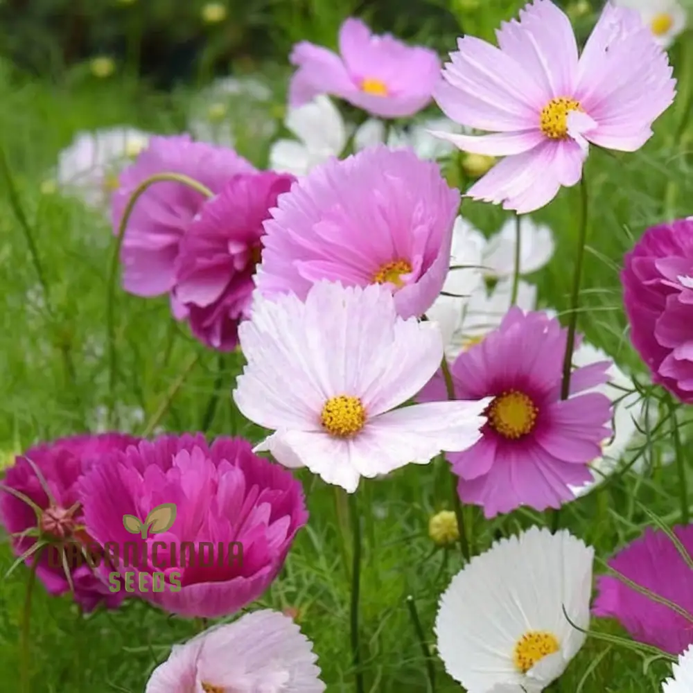 Cosmos Seeds (Blush Pink Cosmos Seeds) - Exquisite Blooms for Garden Displays - Image 3