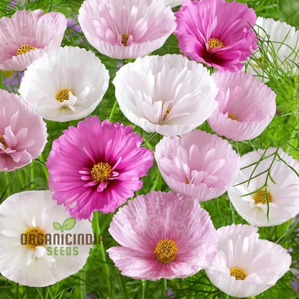 Cosmos Seeds (Blush Pink Cosmos Seeds) - Exquisite Blooms for Garden Displays - Image 4
