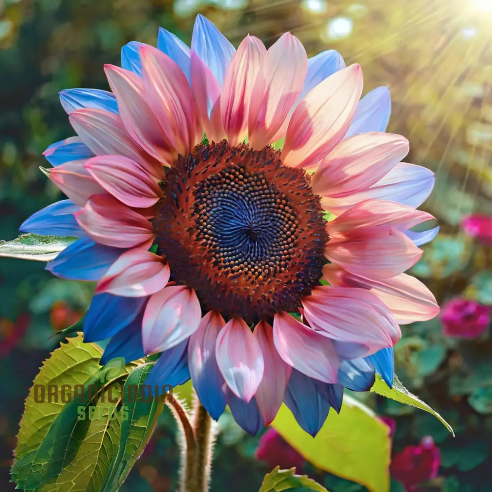 Rare Bright Blue Sunflower Seeds - Unique Blooms for Eye-Catching Garden Displays - Image 3