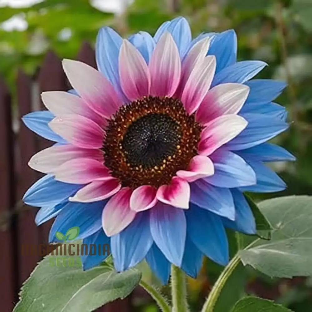 Rare Bright Blue Sunflower Seeds - Unique Blooms for Eye-Catching Garden Displays - Image 4