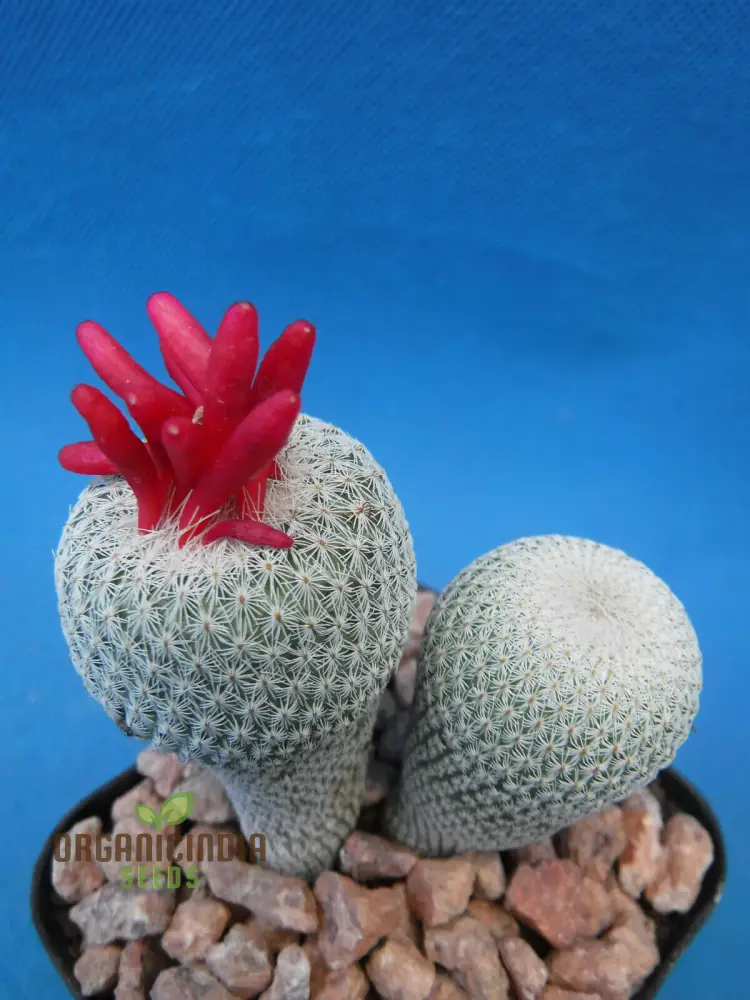 Rare Cactus Flower Seeds | Succulent Bonsai for Garden Planting | 100 pcs - Image 3