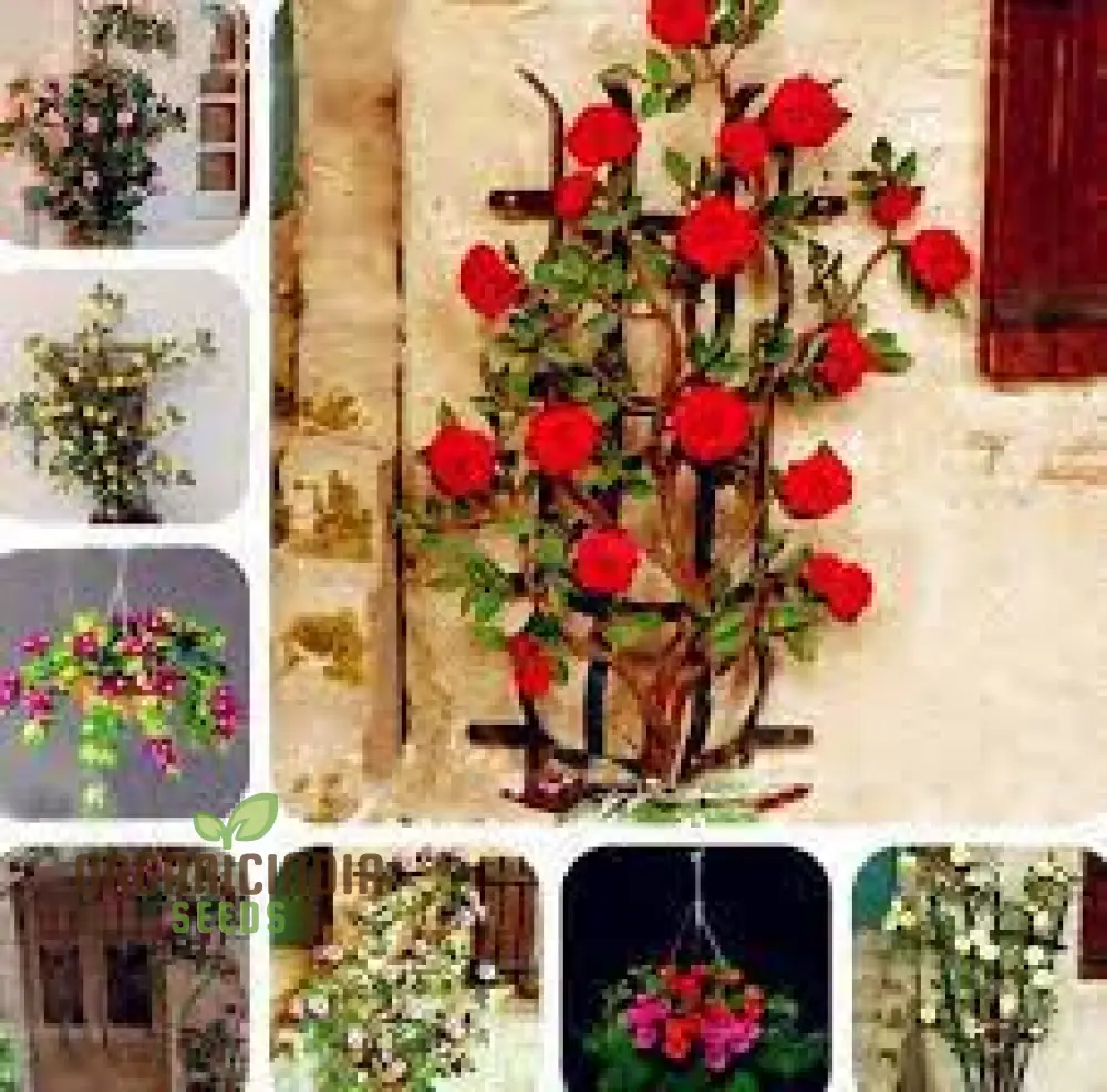Rare Climbing Rose Seeds – Vigorous Vertical Garden Blooms - Image 3