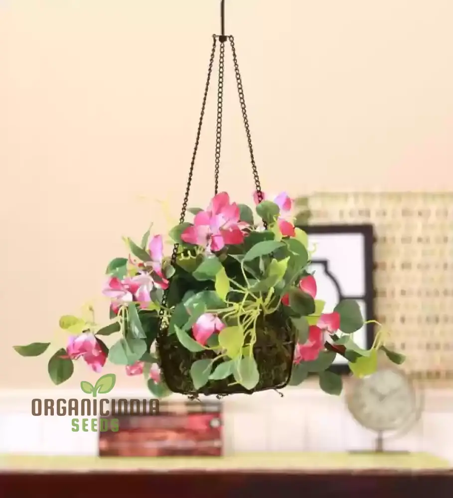 Rare Climbing Rose Seeds – Vigorous Vertical Garden Blooms - Image 4