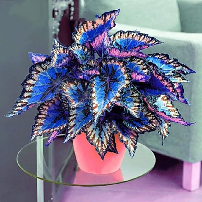 Rare Coleus Seeds – Vibrant Ornamental Foliage for Gardens & Containers