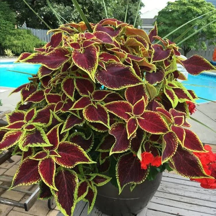 Rare Coleus Seeds – Vibrant Ornamental Foliage for Gardens & Containers - Image 2