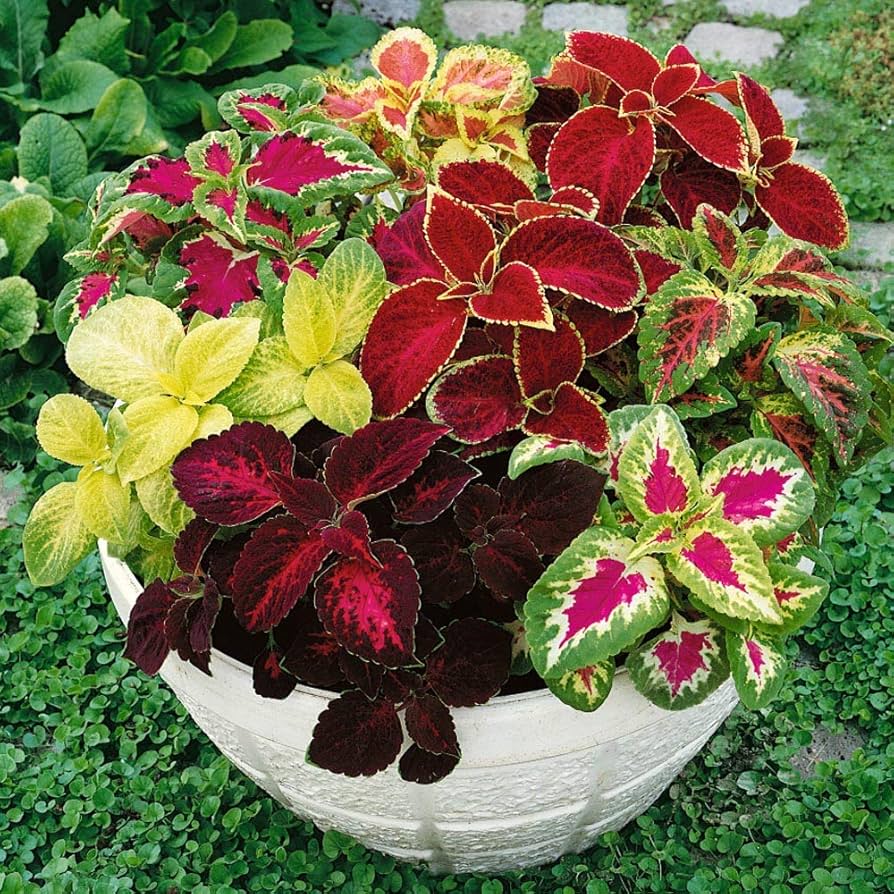 Rare Coleus Seeds – Vibrant Ornamental Foliage for Gardens & Containers - Image 3