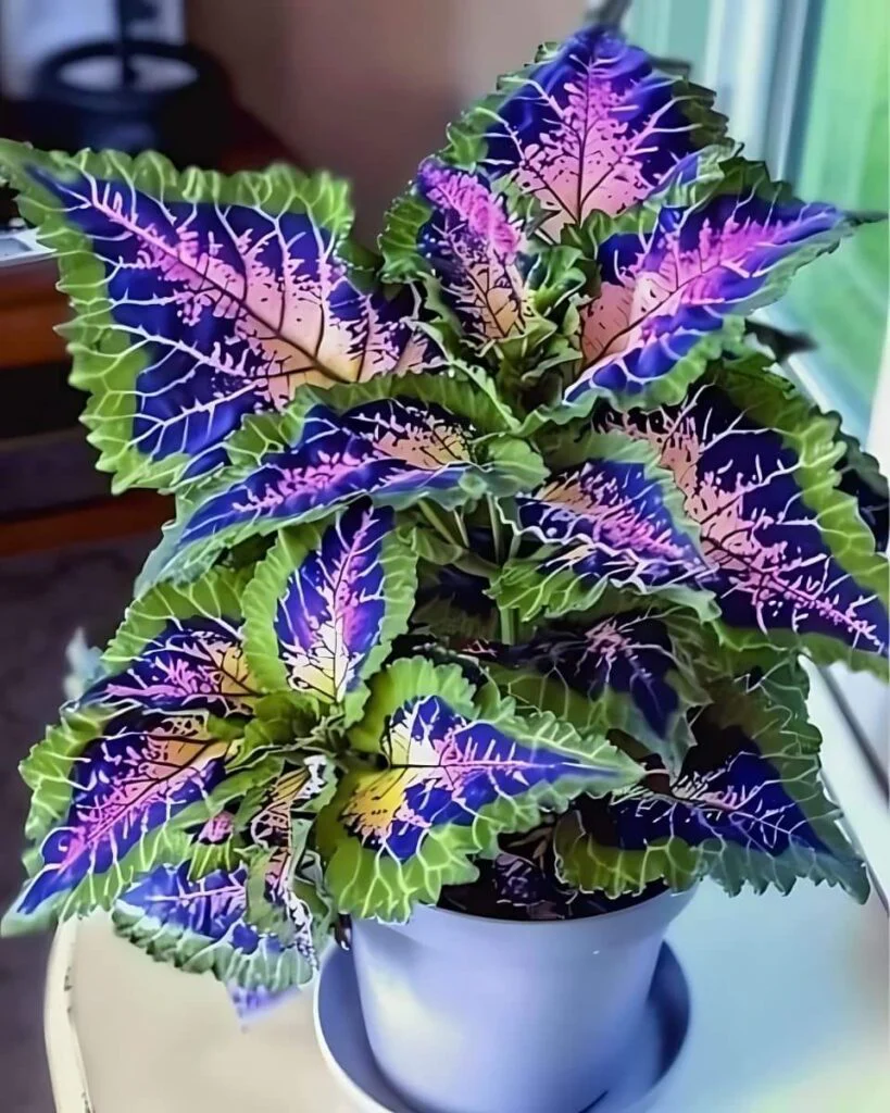 Rare Coleus Seeds – Vibrant Ornamental Foliage for Gardens & Containers - Image 4