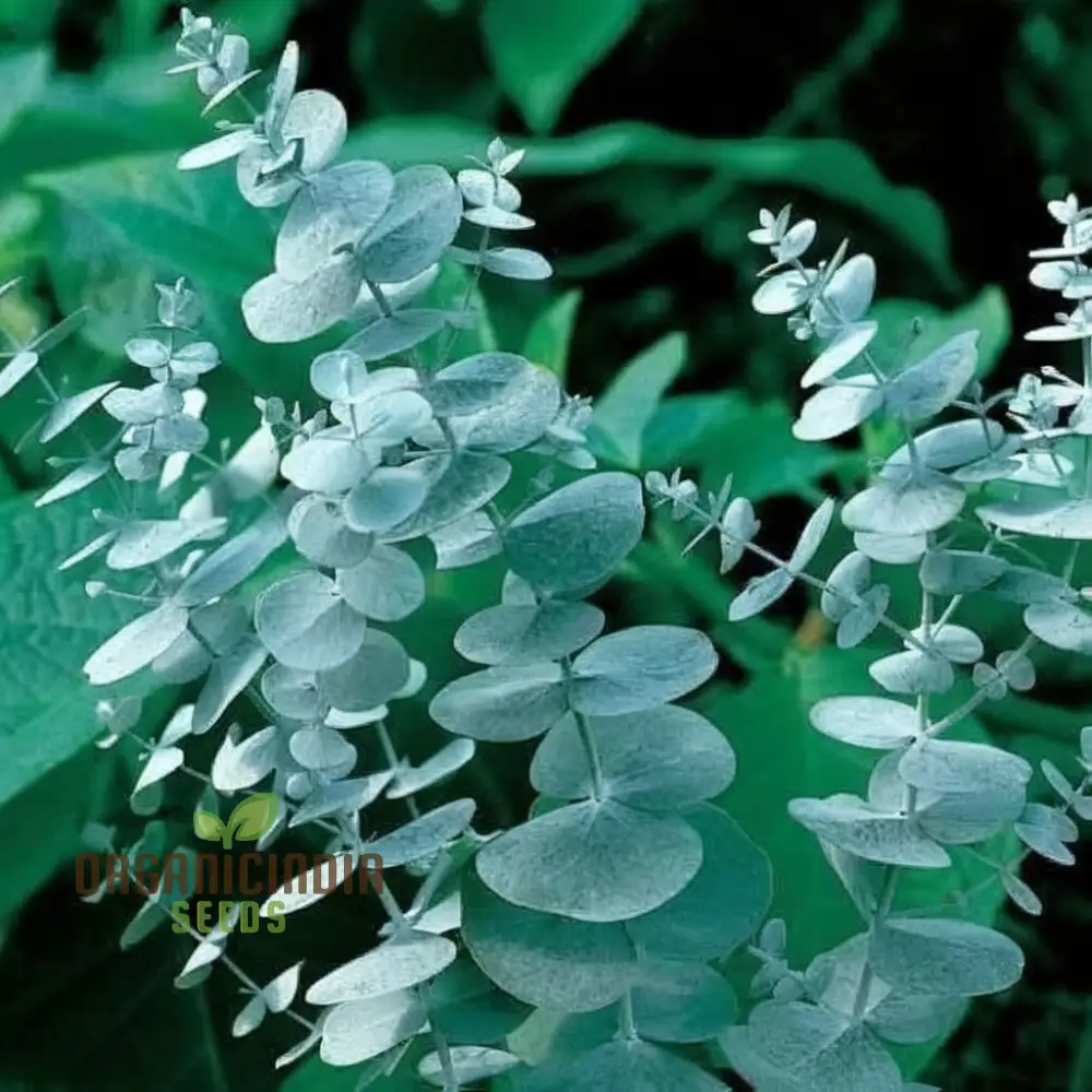 Rare Eucalyptus Seeds - Cultivate Unique and Aromatic Trees for Your Garden