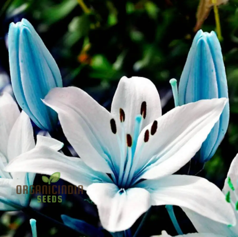 Rare Exotic Blue Heart Lily Seeds for Planting