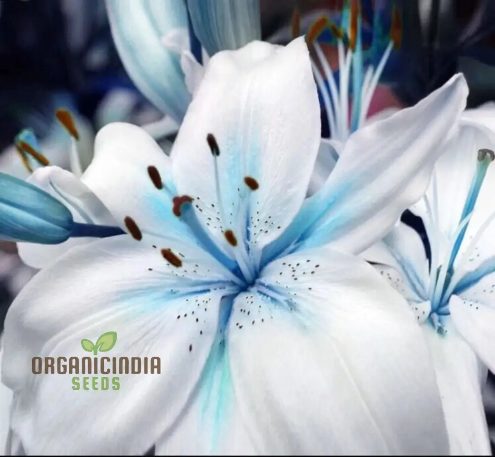 Rare Exotic Blue Heart Lily Seeds for Planting - Image 3