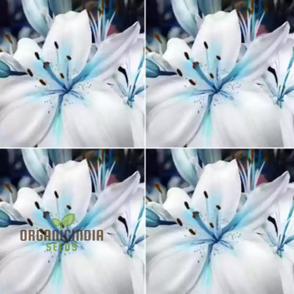 Rare Exotic Blue Heart Lily Seeds for Planting - Image 4
