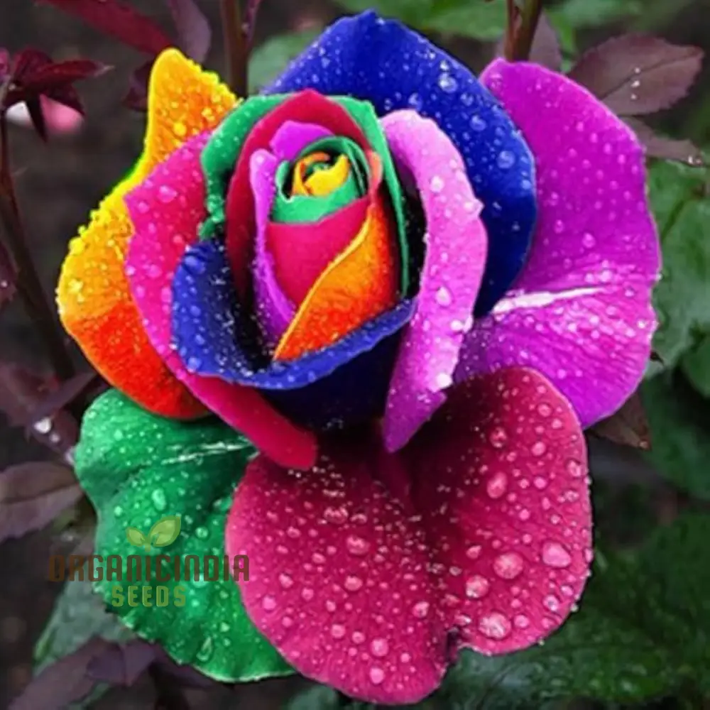 Planting Rare Holland Rainbow Rose Seeds